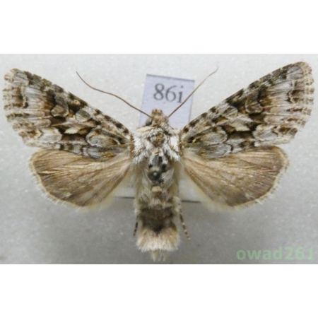 Hada plebeja (Linnaeus, 1761) Czech86i